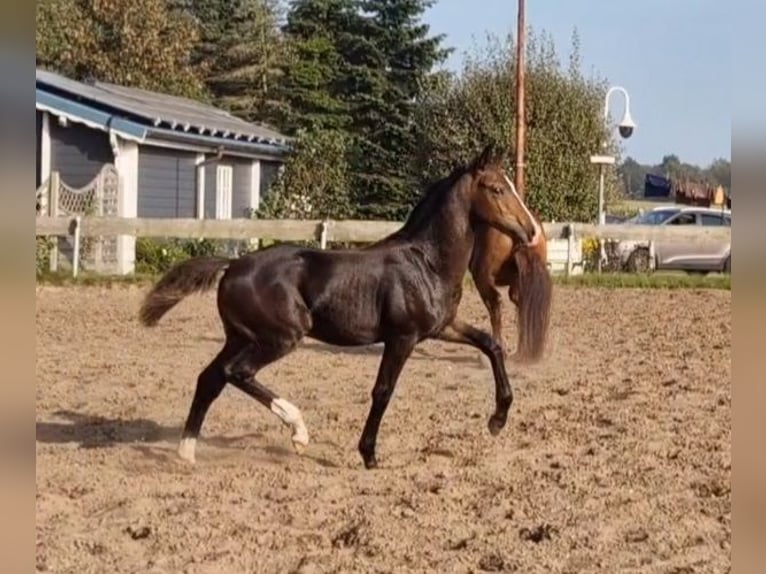 Westphalian Stallion Foal (05/2023) Brown in Leck