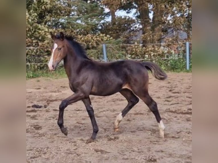 Westphalian Stallion Foal (05/2023) Brown in Leck