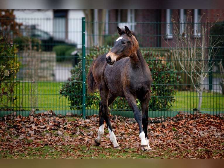 Westphalian Stallion Foal (05/2025) Brown in Gladbeck