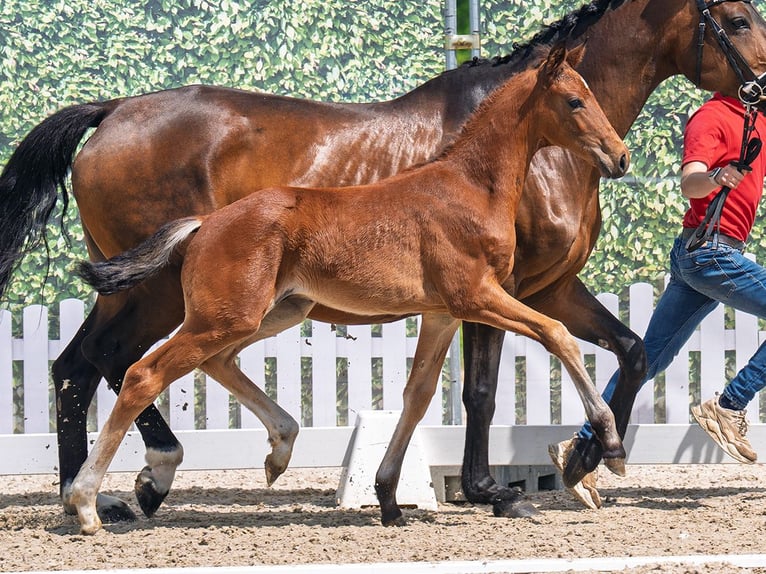 Westphalian Stallion  Brown in G&#xFC;tersloh