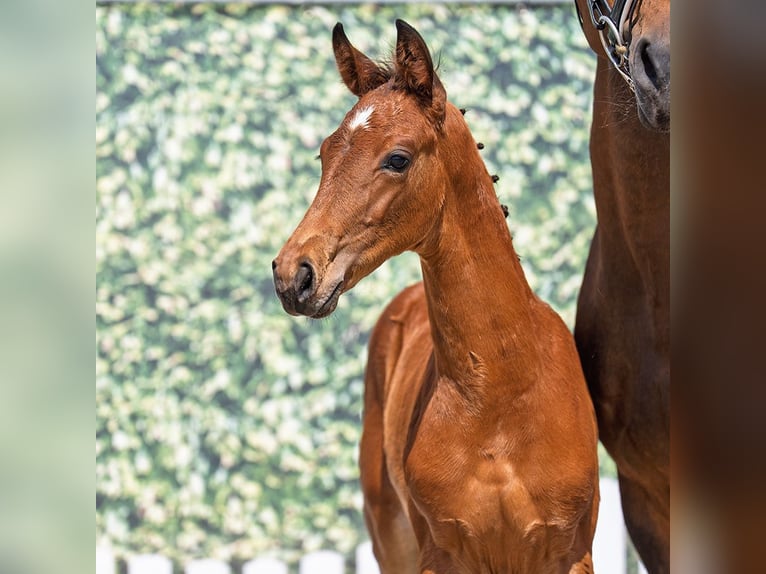 Westphalian Stallion  Brown in G&#xFC;tersloh