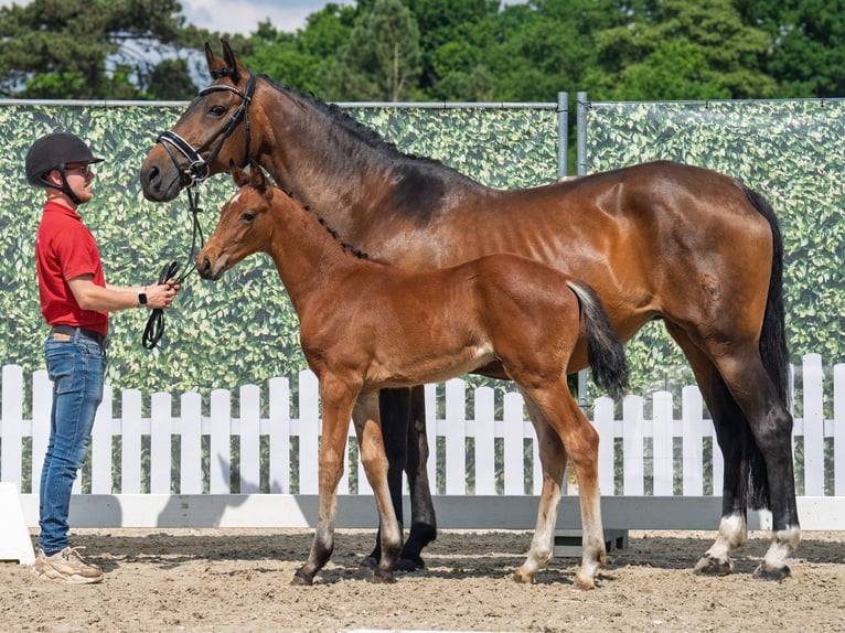 Westphalian Stallion  Brown in G&#xFC;tersloh