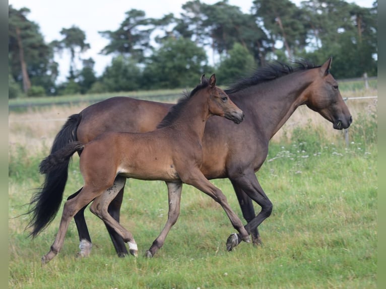 Westphalian Stallion Foal (06/2025) Brown in Herzebrock-Clarholz