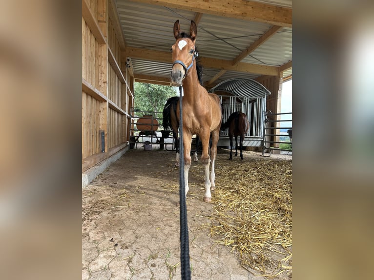 Westphalian Stallion Foal (04/2025) Brown in Edertal