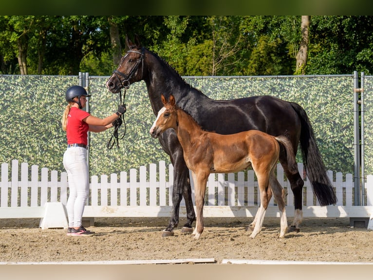 Westphalian Stallion Foal (06/2025) Brown in Warendorf