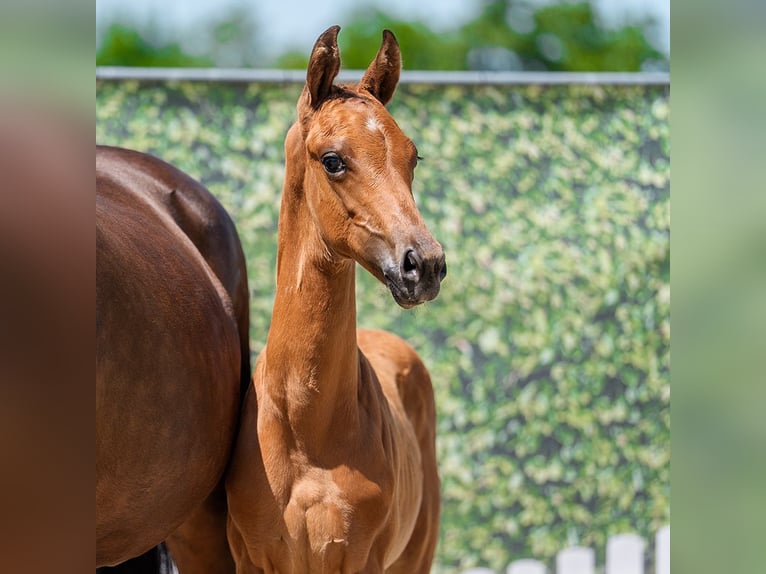 Westphalian Stallion Foal (04/2026) Brown in Mnster-Handorf