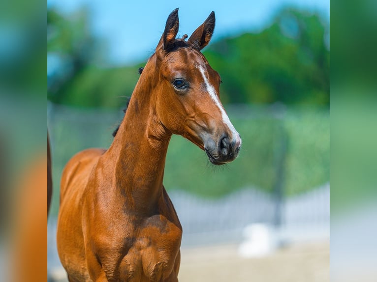 Westphalian Stallion Foal (05/2026) Brown in Mnster-Handorf