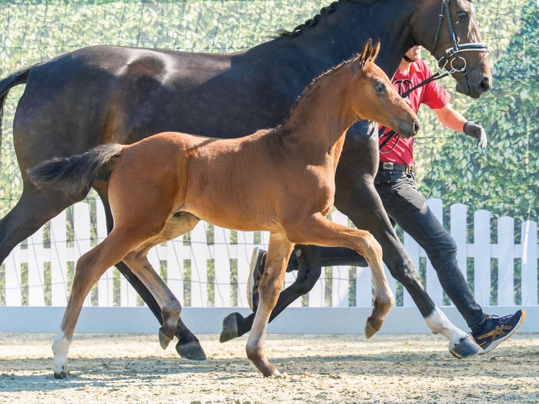 Westphalian Stallion Foal (04/2026) Brown in Mnster-Handorf