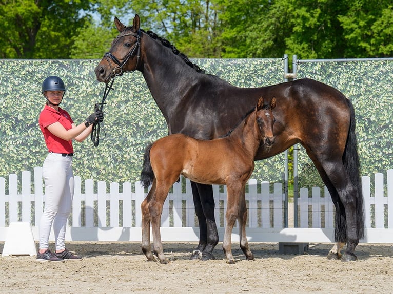 Westphalian Stallion  Brown in Mnster-Handorf