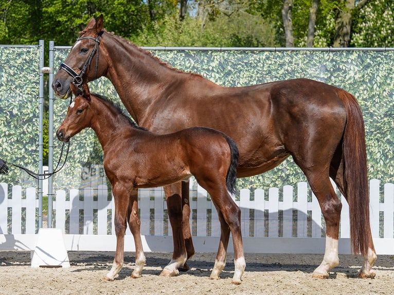 Westphalian Stallion Foal (03/2026) Brown in Mnster-Handorf