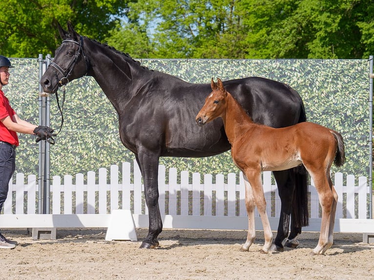 Westphalian Stallion  Brown in Mnster-Handorf