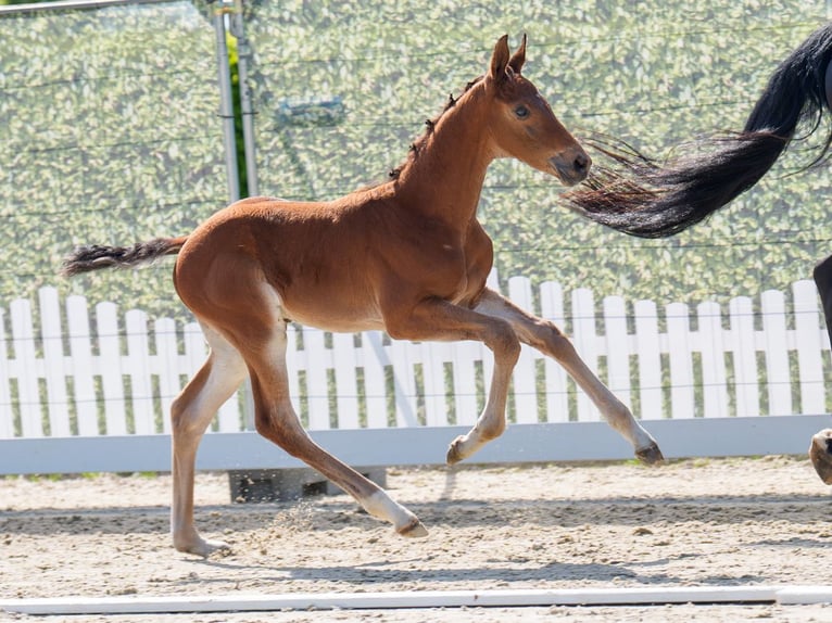 Westphalian Stallion  Brown in Mnster-Handorf