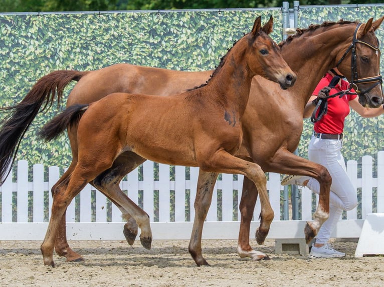 Westphalian Stallion Foal (03/2026) Brown in Mnster-Handorf