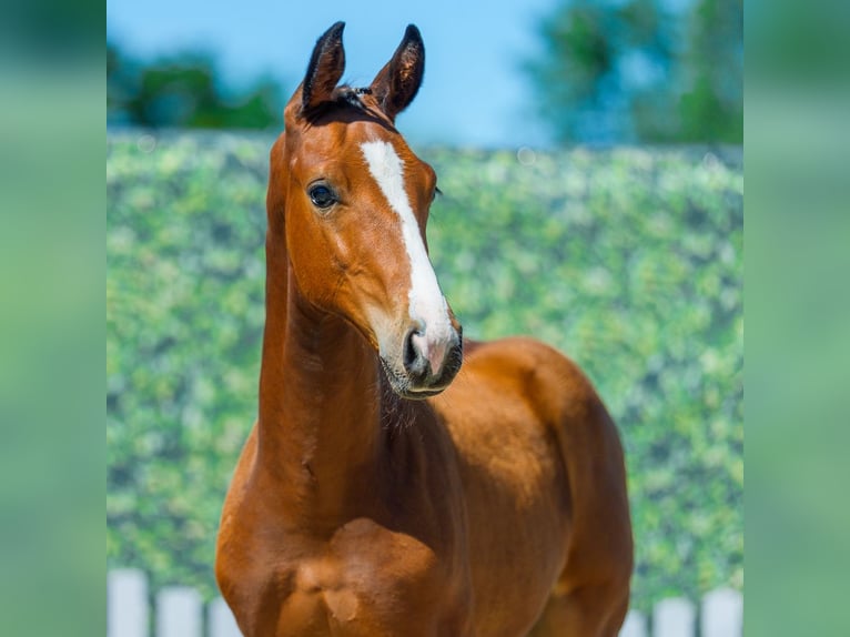 Westphalian Stallion Foal (05/2026) Brown in Mnster-Handorf