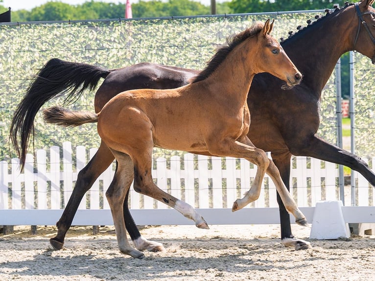 Westphalian Stallion Foal (04/2026) Brown in Mnster-Handorf