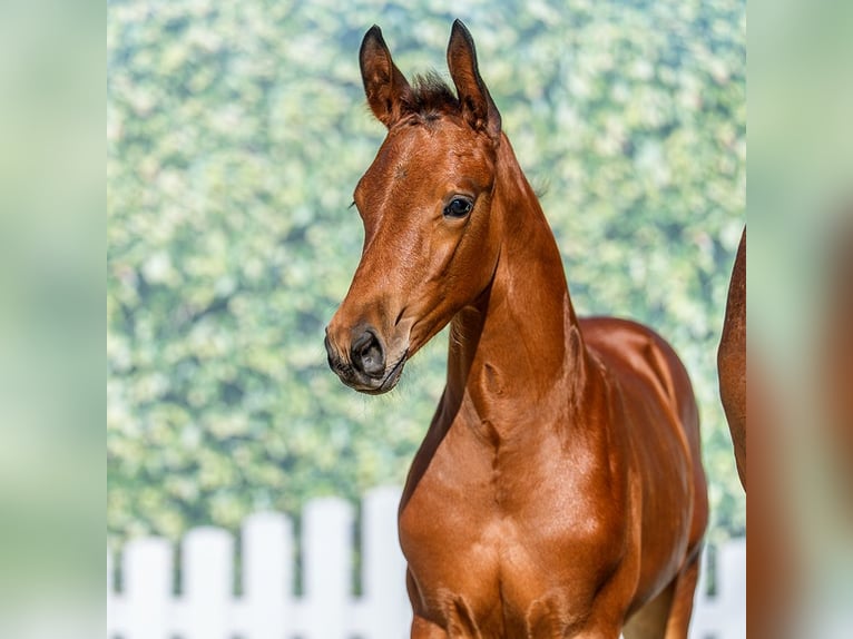 Westphalian Stallion Foal (05/2026) Brown in Mnster-Handorf