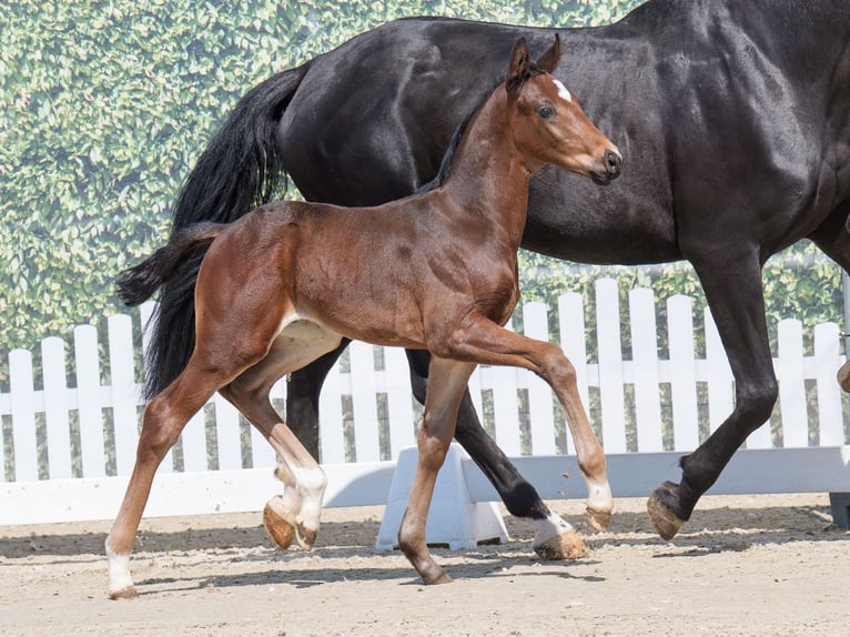 Westphalian Stallion  Brown in Mnster-Handorf