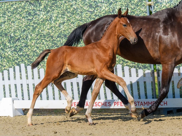 Westphalian Stallion Foal (04/2026) Brown in Mnster-Handorf