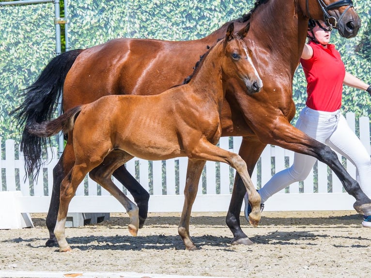 Westphalian Stallion Foal (05/2026) Brown in Mnster-Handorf