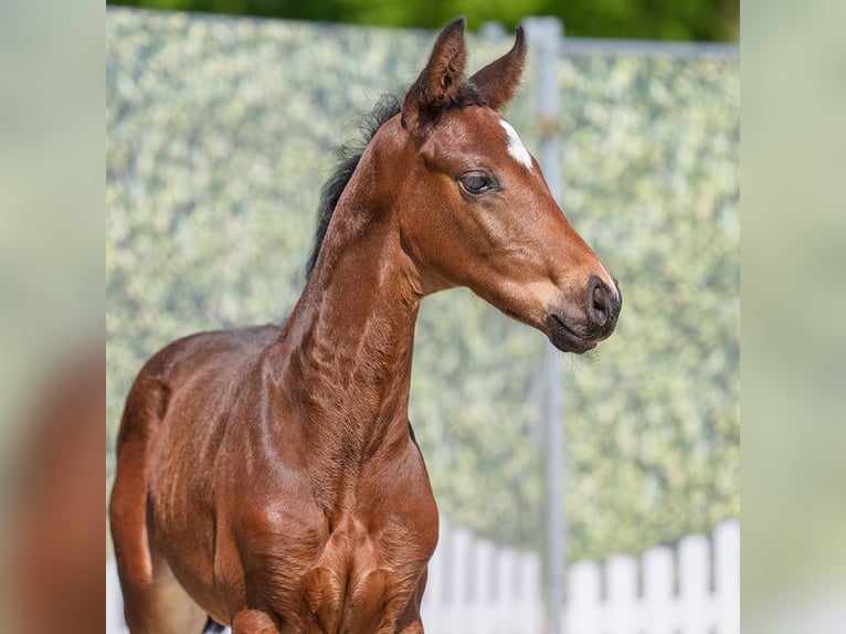 Westphalian Stallion  Brown in Mnster-Handorf