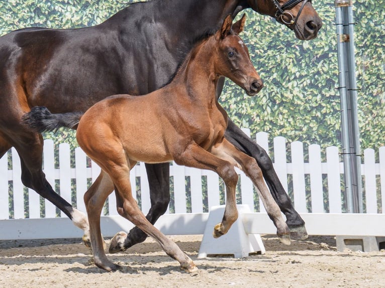 Westphalian Stallion  Brown in Mnster-Handorf