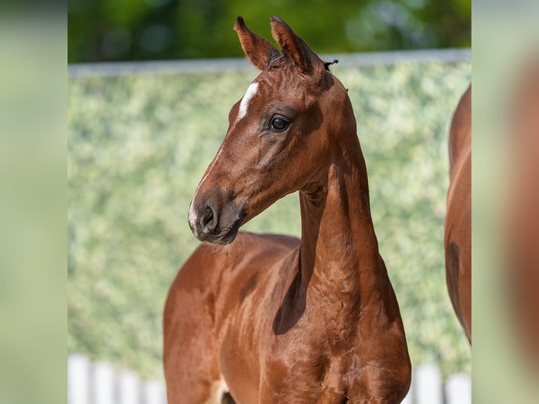 Westphalian Stallion Foal (05/2026) Brown in Mnster-Handorf