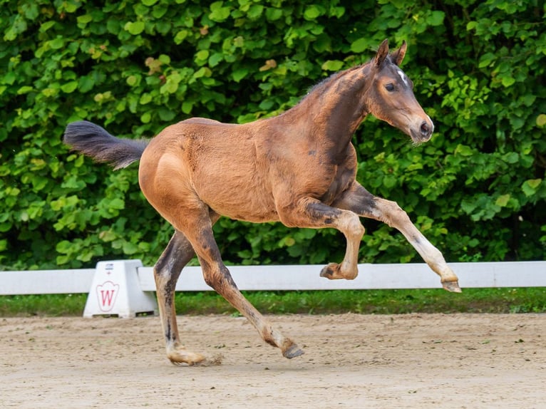 Westphalian Stallion Foal (03/2026) Brown in Mnster-Handorf