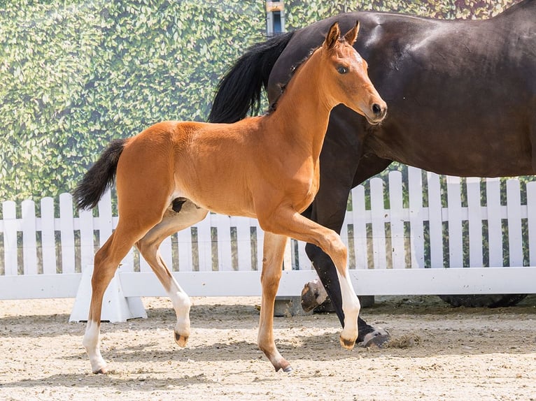 Westphalian Stallion Foal (05/2026) Brown in Mnster-Handorf