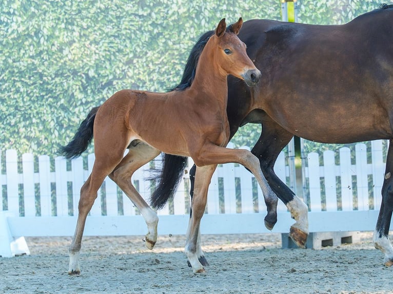 Westphalian Stallion Foal (06/2026) Brown in Mnster-Handorf