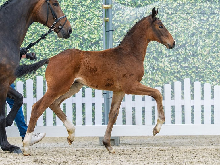 Westphalian Stallion Foal (03/2026) Brown in Mnster-Handorf