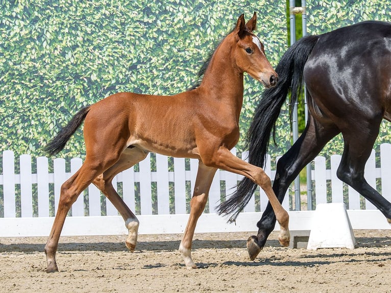 Westphalian Stallion Foal (05/2026) Brown in Mnster-Handorf