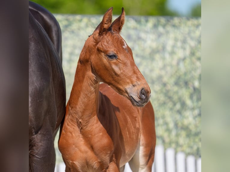 Westphalian Stallion  Brown in Mnster-Handorf