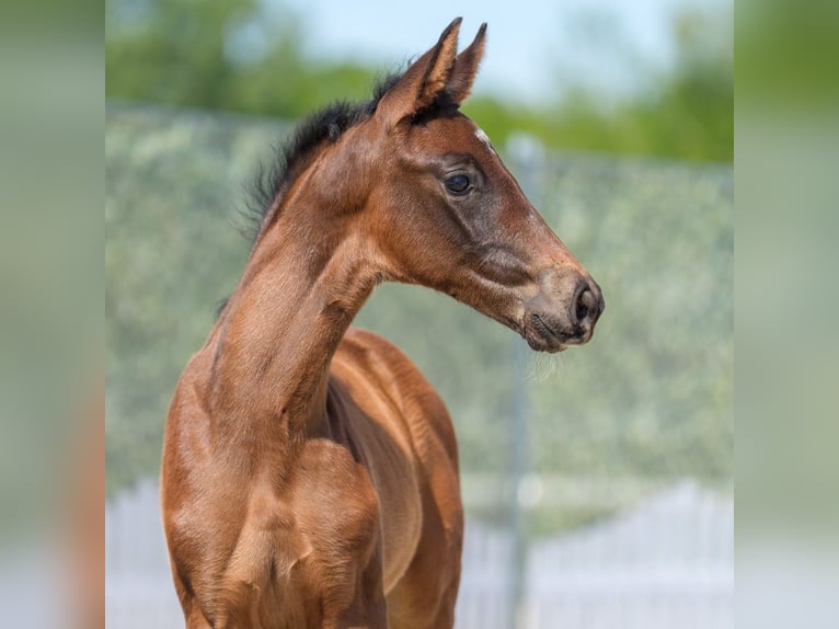 Westphalian Stallion  Brown in Mnster-Handorf