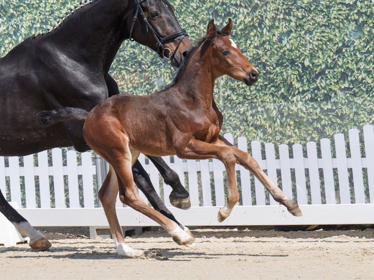 Westphalian Stallion  Brown in Mnster-Handorf