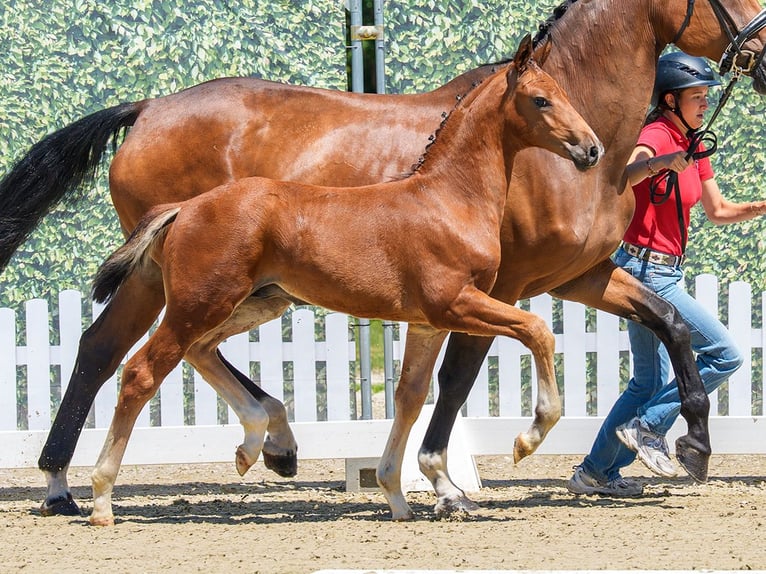 Westphalian Stallion Foal (04/2026) Brown in Mnster-Handorf