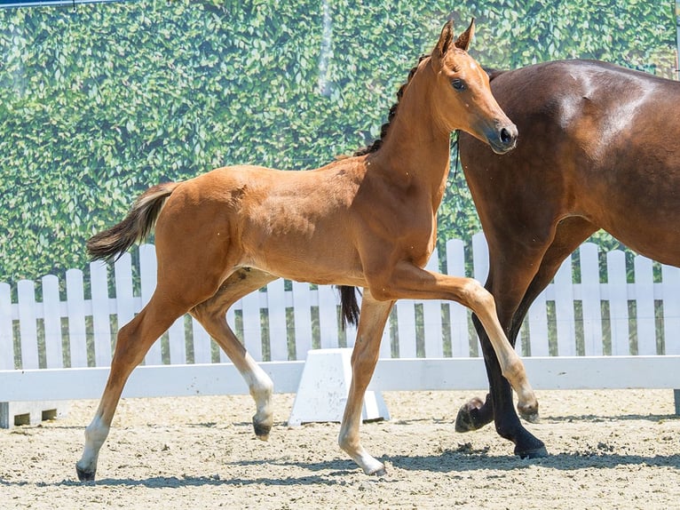 Westphalian Stallion Foal (04/2026) Brown in Mnster-Handorf