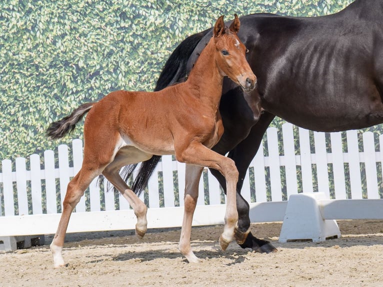 Westphalian Stallion  Brown in Mnster-Handorf