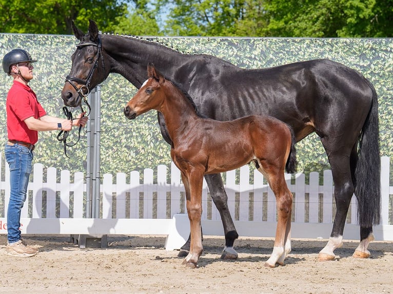 Westphalian Stallion  Brown in Mnster-Handorf