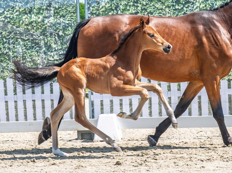 Westphalian Stallion  Brown in M&#xFC;nster Handorf