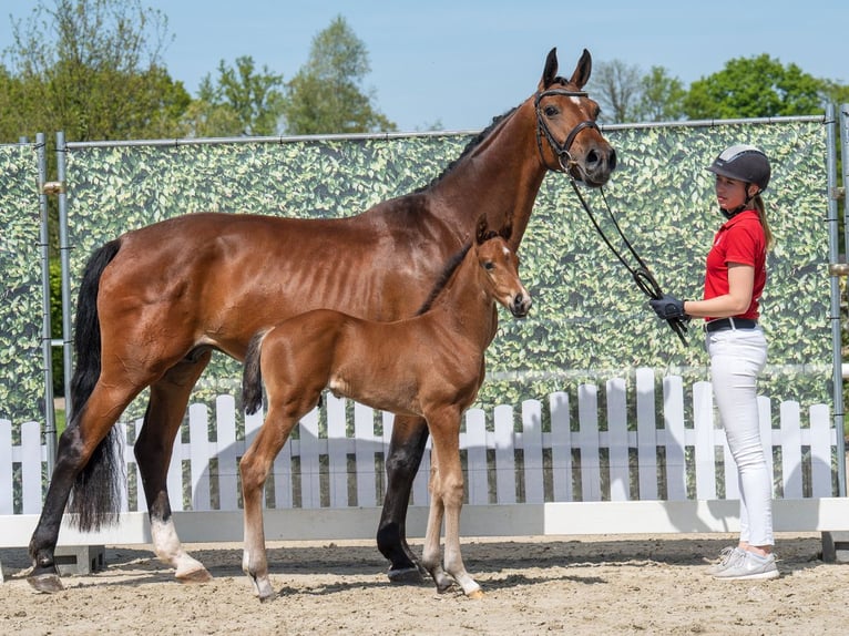 Westphalian Stallion  Brown in M&#xFC;nster Handorf