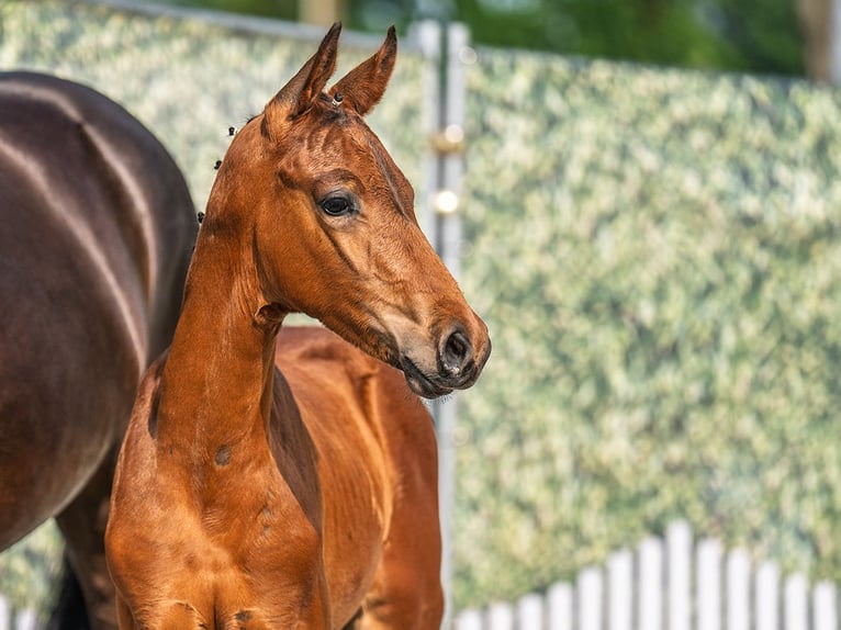 Westphalian Stallion  Brown in M&#xFC;nster Handorf
