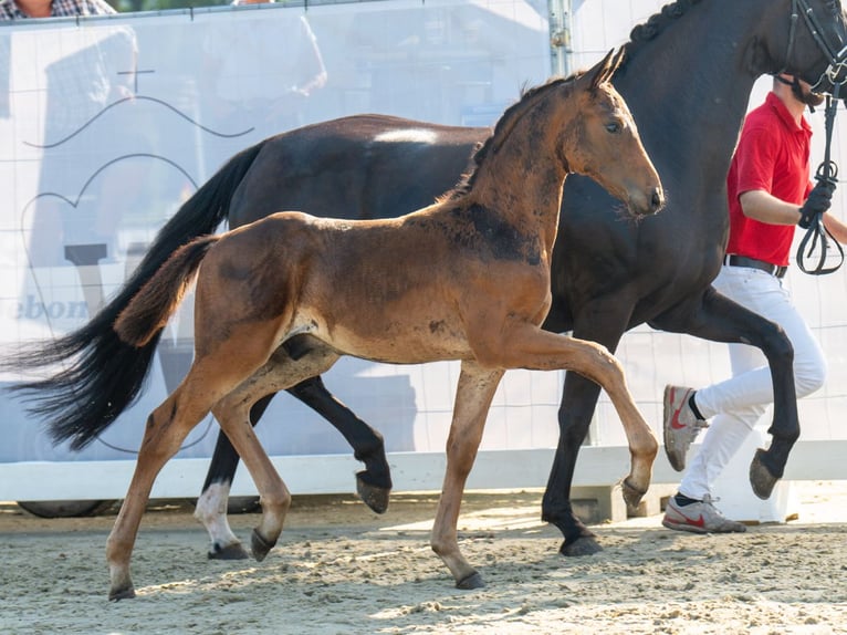 Westphalian Stallion Foal (05/2024) Brown in Münster-Handorf