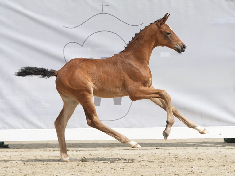 Westphalian Stallion Foal (05/2024) Brown in Münster-Handorf