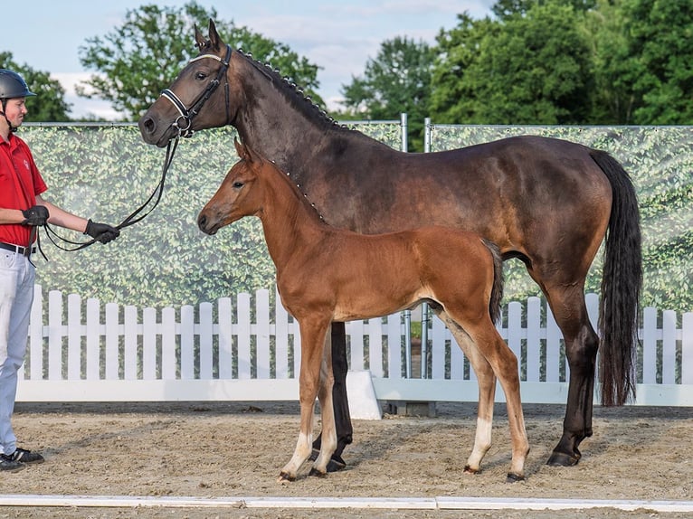 Westphalian Stallion  Brown in M&#xFC;nster Handorf