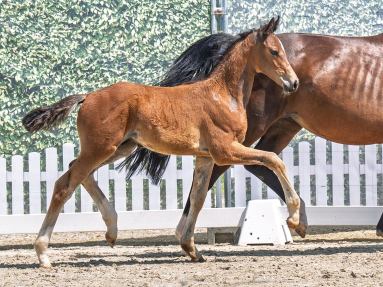 Westphalian Stallion  Brown in M&#xFC;nster Handorf