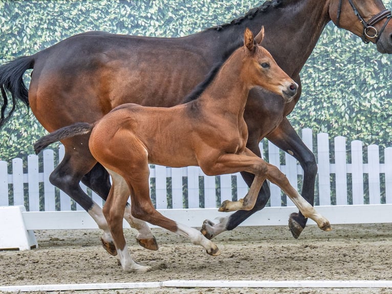 Westphalian Stallion  Brown in M&#xFC;nster Handorf