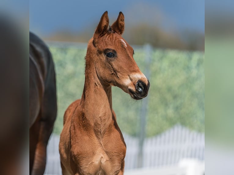 Westphalian Stallion Foal (02/2026) Brown in Münster-Handorf