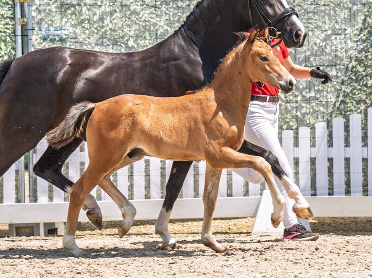 Westphalian Stallion  Brown in M&#xFC;nster Handorf