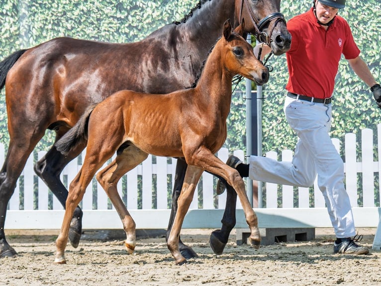 Westphalian Stallion Foal (06/2025) Brown in M&#xFC;nster-Handorf