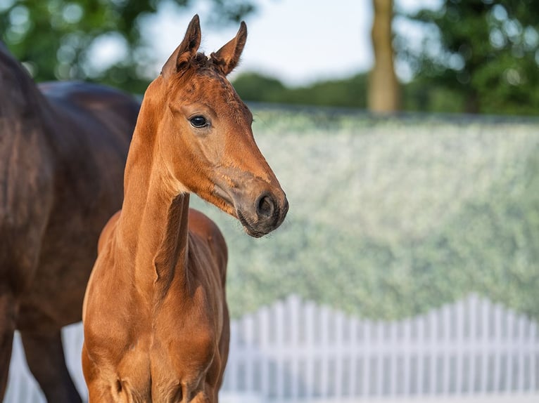 Westphalian Stallion  Brown in M&#xFC;nster Handorf